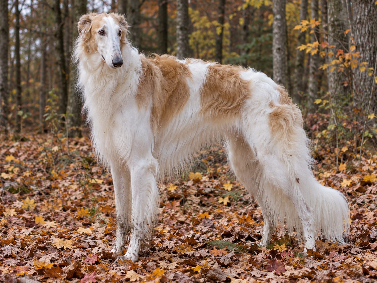 Borzoi blanco y dorado de pelaje largo y sedoso, de pie en el borde de un bosque entre hojas de otoño