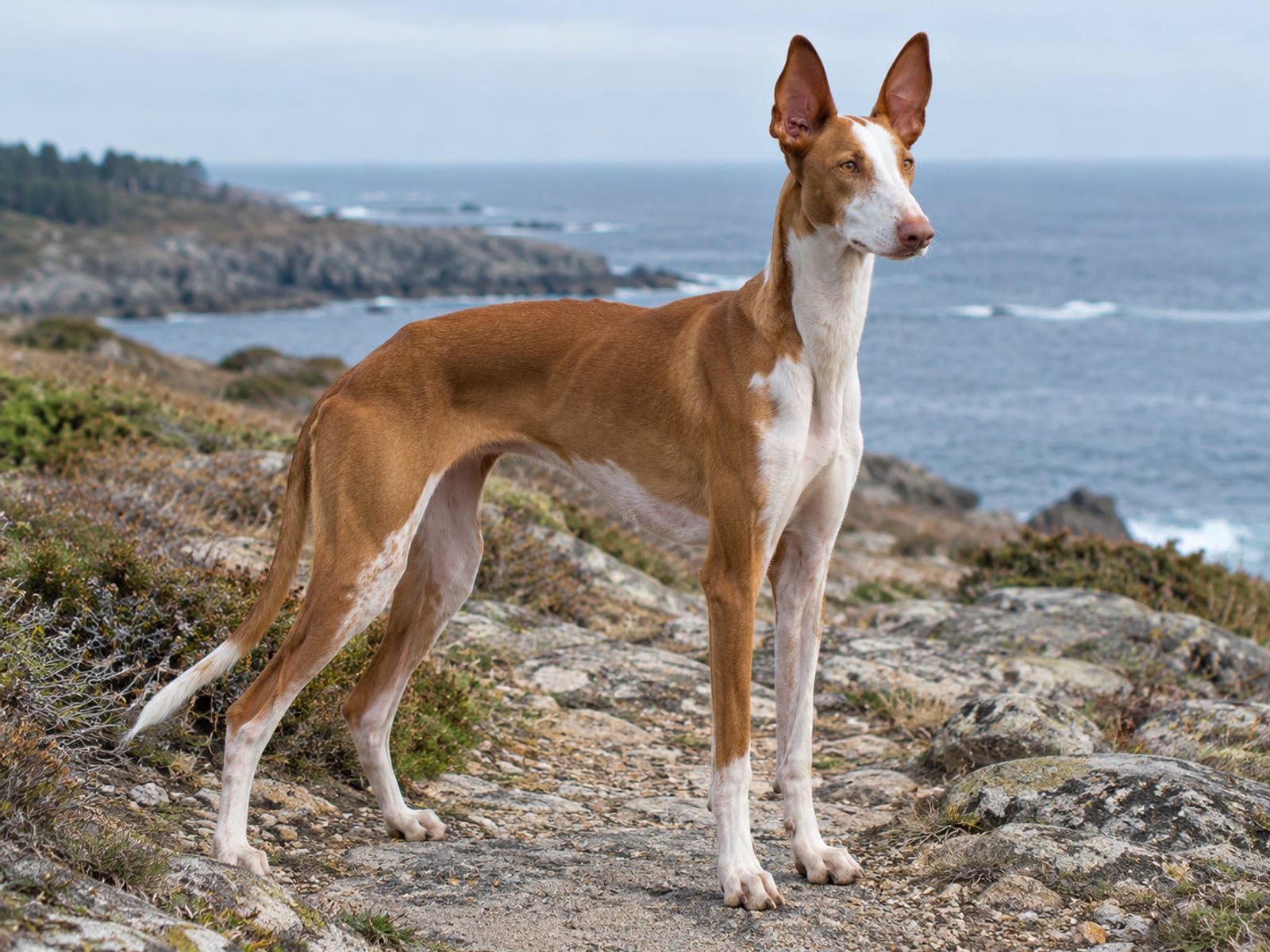 Ibizan Hound rojo y blanco con orejas grandes y erguidas, de pie sobre un sendero rocoso junto a la costa