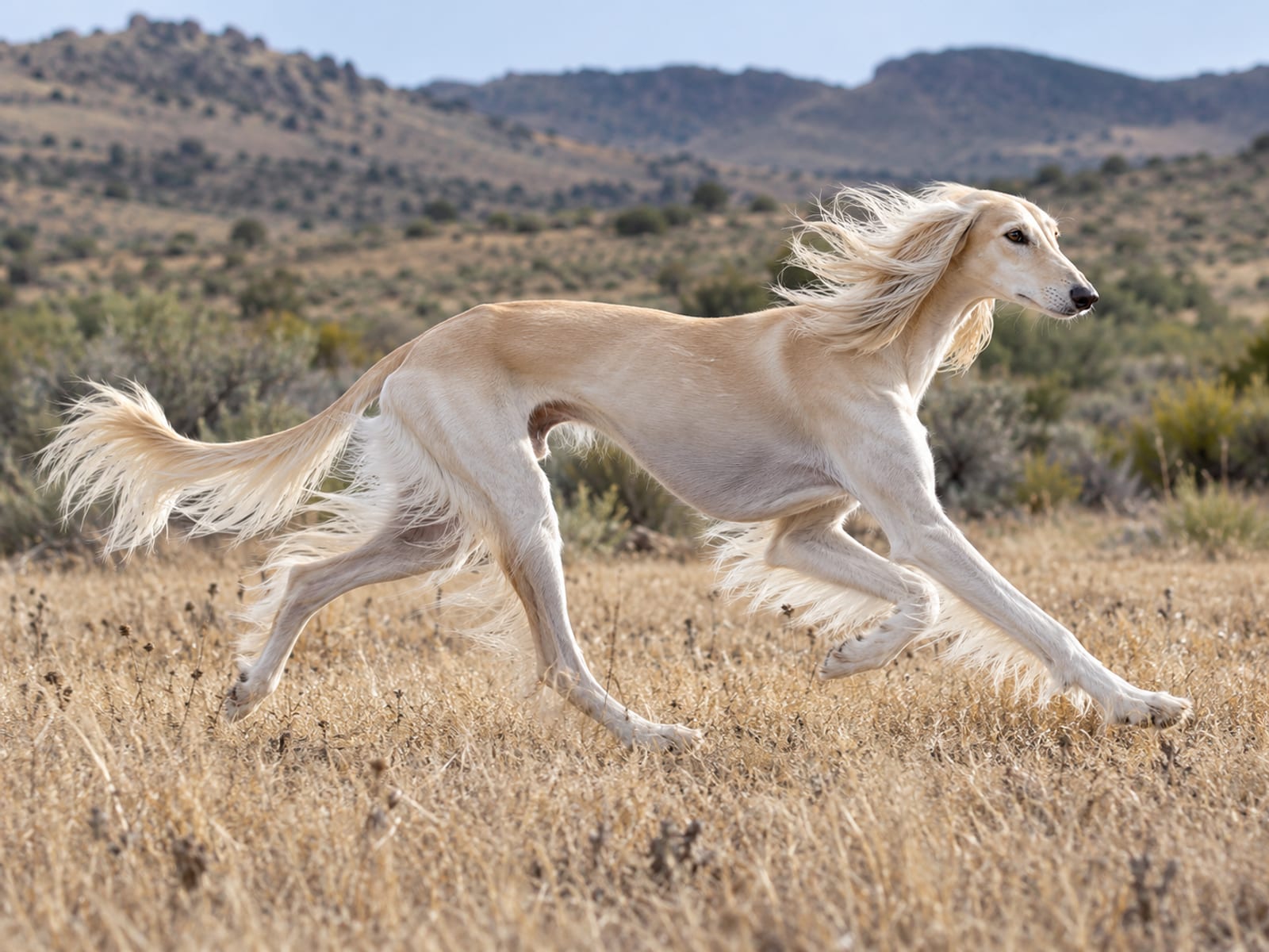 Saluki crema con orejas y cola de pelo sedoso con flecos que corre por un campo de hierba seca