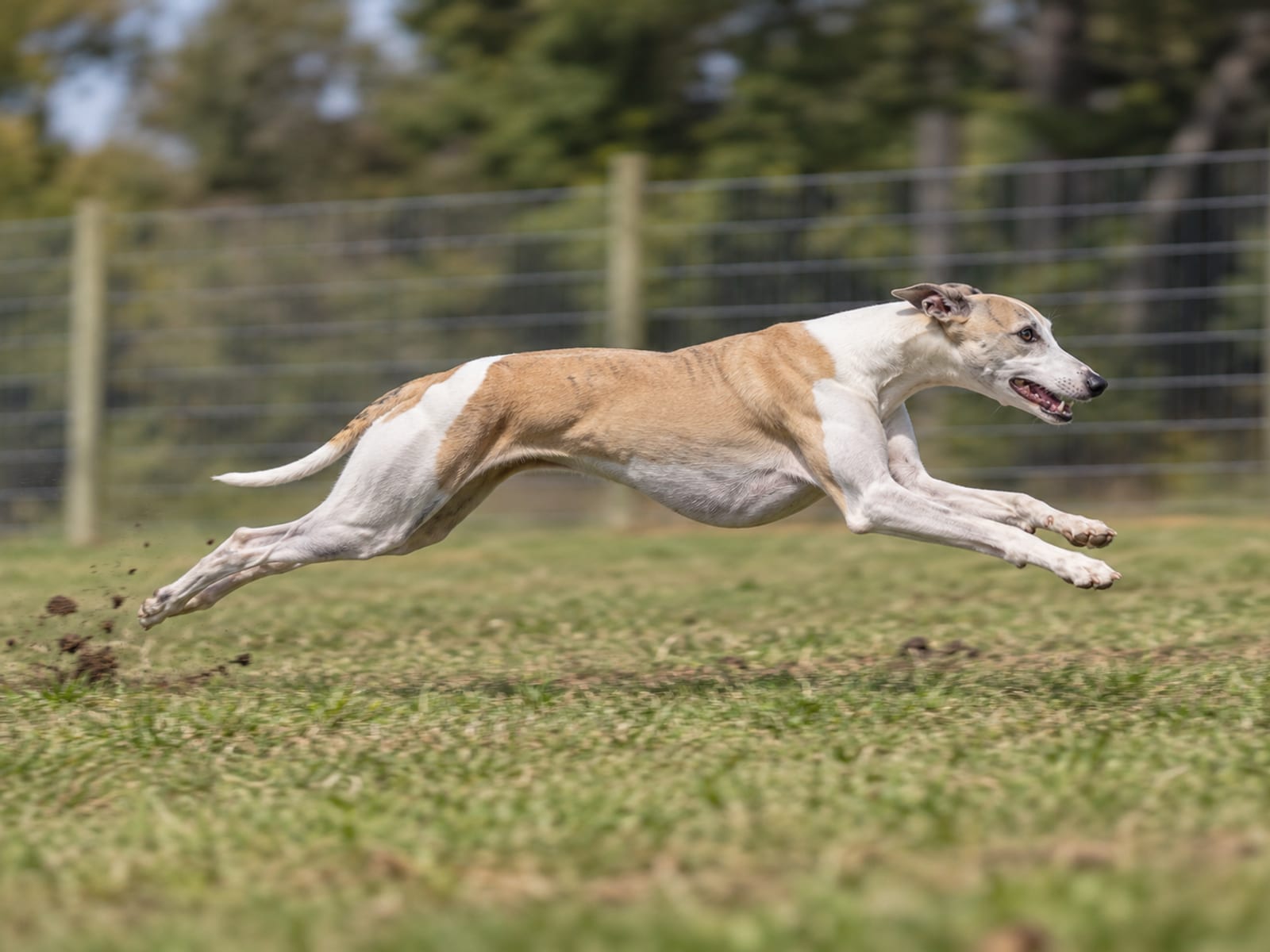 Whippet leonado y blanco que corre por una pista de señuelo cercada con césped, con el cuerpo estirado y las orejas hacia atrás