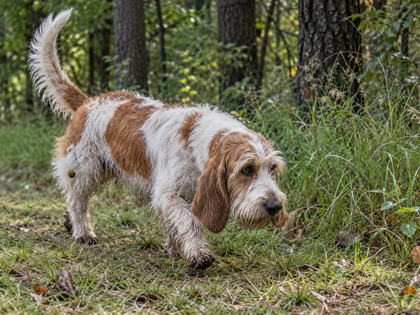 Grand Basset Griffon Vendéen blanco y naranja con pelaje áspero y desaliñado y orejas largas, trotando por el borde del bosque con el hocico hacia abajo