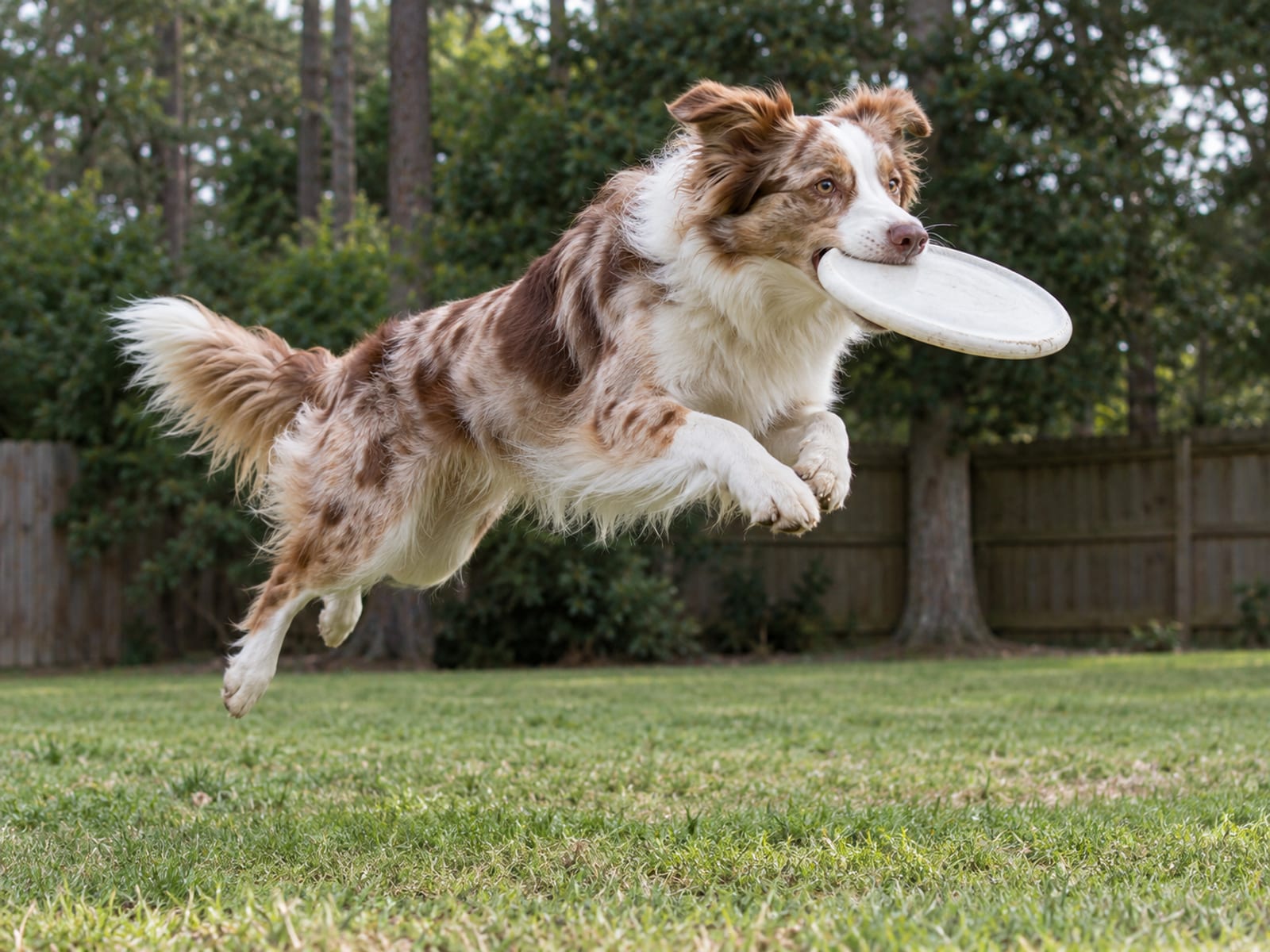 Border Collie rojo merle saltando en el aire para atrapar un disco volador en un patio trasero amplio