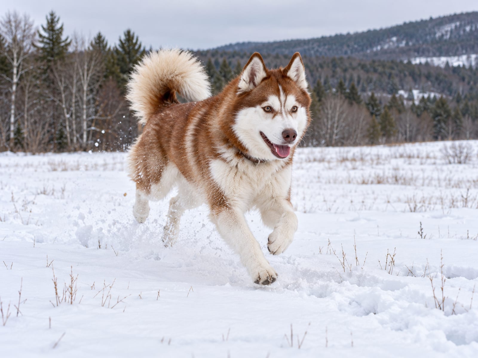 Husky siberiano rojo y blanco con pelaje grueso, corriendo por un campo nevado con la cola plumosa levantada
