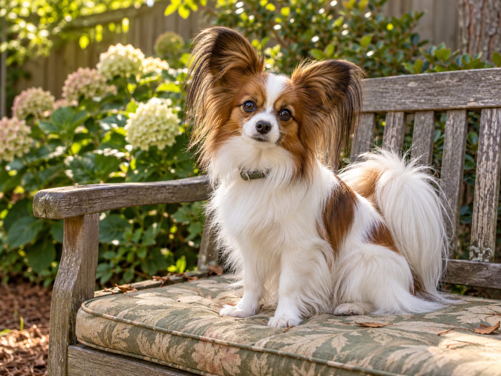 Papillon sable y blanco, con orejas de mariposa con flecos, sentado sobre el cojín de un banco de jardín, con los ojos brillantes