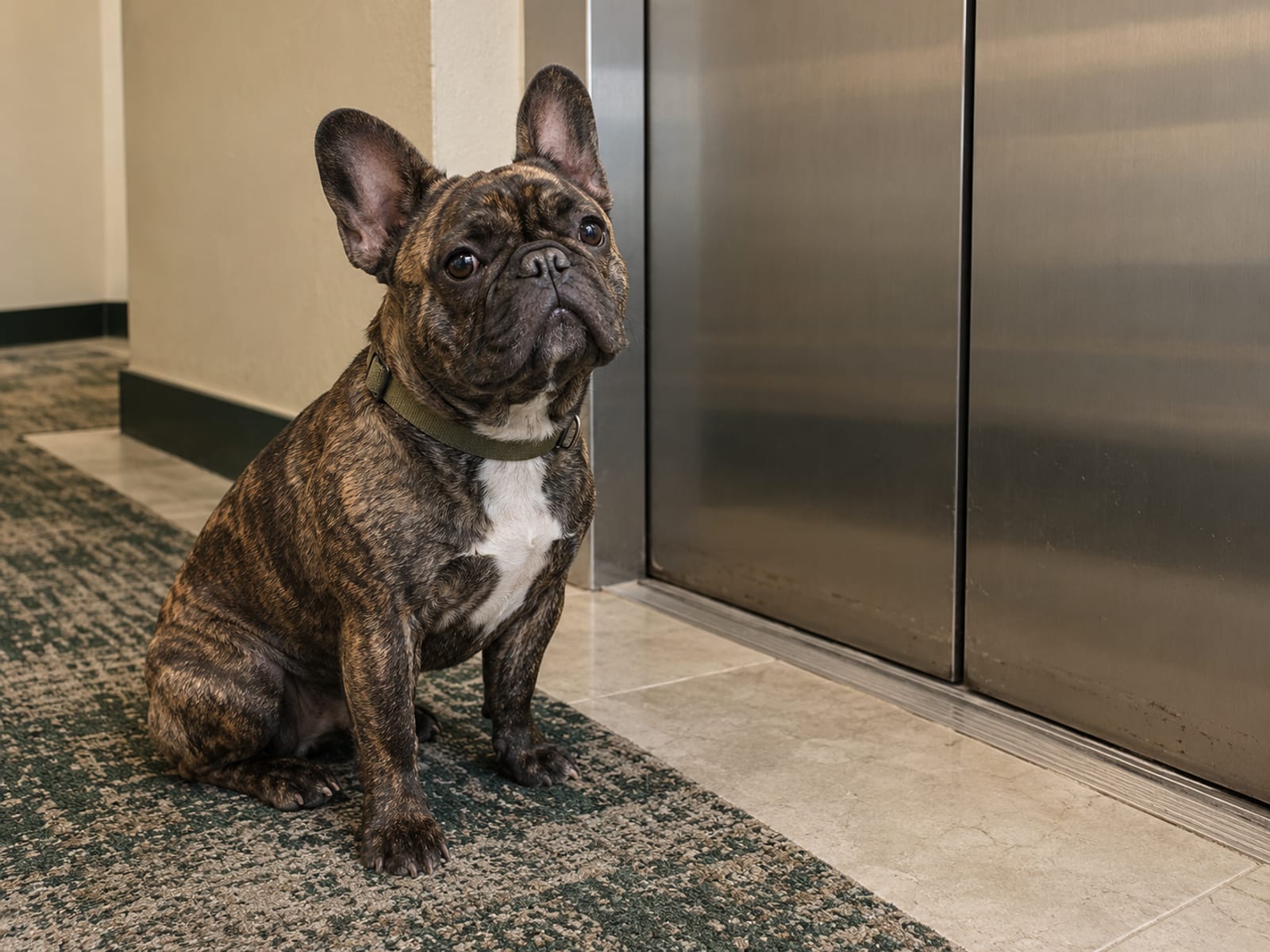 Bulldog francés atigrado sentado con calma junto a la puerta de un ascensor en un edificio de apartamentos, con las orejas de murciélago erguidas