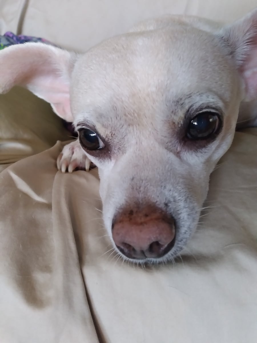 Nucky, el perro de Cal Hewitt, una mezcla de galgo italiano y chihuahua